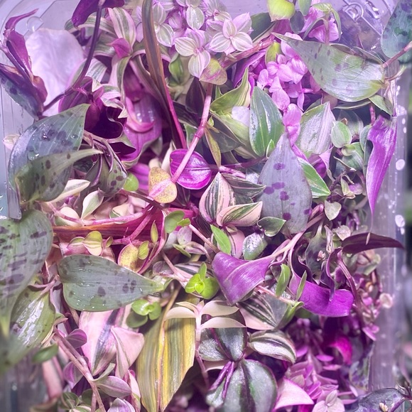 Rainbow tradescantia bundle- 10 varieties including rare cultivars - Picture 8 of 12